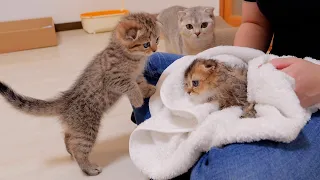 what happened! ? A cute kitten worrying about the kitten after taking a bath.