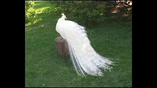 Amazing White Peacock Cleaning His Feathers