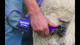 First time  sheep shearing Blue Texel with handipiece (How to sheer sheep)