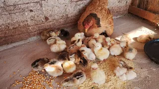 Mais nascimento cinco galinhas nascendo pintos ótima eclosão 🐣🐣🐤