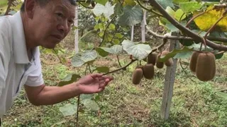 Las nuevas tecnologías transforman la milenaria agricultura china