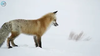 Grandes Documentales-Navidad en la naturaleza