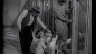 Lassie - Episode 44 - "The Dog Catcher" - Season 2, #18  (01/08/1956)