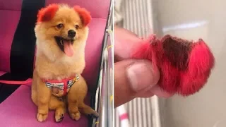 Dog’s Ear Falls Off After Owner Dyed It Pink