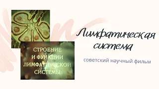 Строение и функции лимфатической системы