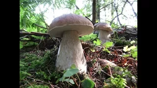 Огромное количество Белых грибов в Подмосковье 2017.