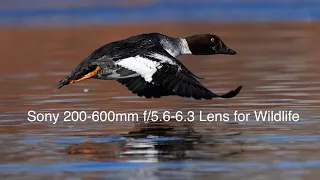 Sony 200-600mm Lens Features and Set-up Guide for Wildlife Photography