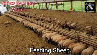 Sheep Farming Vlog: Feeding Sheep