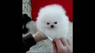 FUNNY 😂 and CUTE 🥰 Animals 🐾 (Try Not to AWW 😍) #3