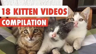 18 Kitten Videos Compilation 2017