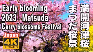 🇯🇵4K 2023 まつだ桜まつり Matsuda Cherry Blossom Festival Early blooming Mt. Fuji 桜の名所 松田山 神奈川県 満開 河津桜と富士山