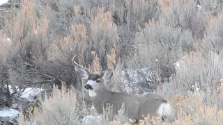 Mule Deer Winter Range End of 2019