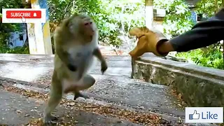 Fake Dinosaur Head Prank On Monkey | Part 2 | Very Funny