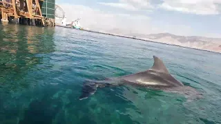 Dolphins reef Eilat Israel 4K