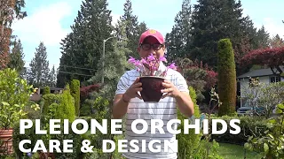 PLEIONE ORCHIDS - CARE & DESIGN