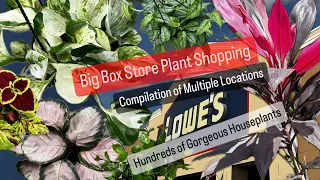 Big Box Store Plant Shopping Multiple Locations Marathon Hundreds of Gorgeous Plants