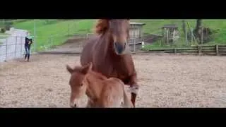 Three days old colt newborn horse playing with its mom