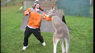 Kangaroo vs Human, Kangaroo attacking