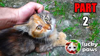 The Kitten Meowing In Pain Hisses And Doesn't Want Me To Help It - Kitten In Crisis  | Lucky Paws