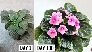 AFRICAN Violets CARE 101 -  BEST Soil Mix, Fertilizer, Light & Water Requirements