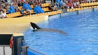 Loro Parque Whale Show Pt. 1/2 (HD)