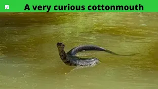 A very curious cottonmouth /#shorts /#interestingfactsintelugu /@Kavitha_ravula1208