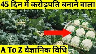 अगेती फूल गोभी कि A To Z वैज्ञानिक खेती से 45 दिनों में कमाए लाखों | Cauliflower Farming In India