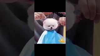 Cute and Funny Poodle puppy haircut grooming