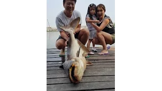 Fishing Video !!! Awesome Family Mekong Catfish Fishing Thailand- BKKGUY