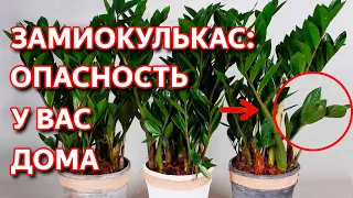 Как вырастить большой замиокулькас. Уход, полив и пересадка замиокулькаса. Долларовое дерево.