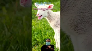 hello I'm a little goat, do you like it.#nature #comedy #song #viral # #cute