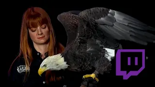 Challenger the Bald Eagle at Twitchcon 2019 SanDiego