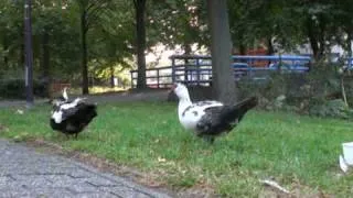 Muskus-eend met nog 5 kuikens in de herfst (24)