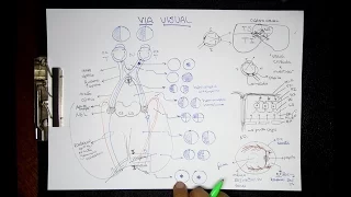 VÍA VISUAL: Anatofisiopatología