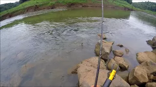 Dourado NA BATIDA - Afluente Rio Iguaçu