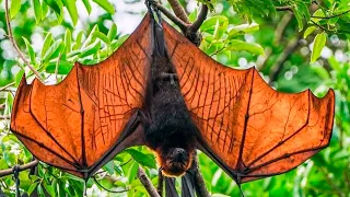 Amazing Facts About the World's Biggest Bat | Flying Fox