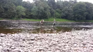 Playing An Atlantic Salmon On The Fly On The Murthly Top Water On The River Tay, Scotland