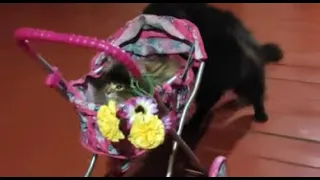 Кот катает кошку в коляске умные животные 😻 smart animals