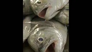 The Fish Head Song