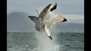 Man Battles Open Ocean Shark Until Rescue