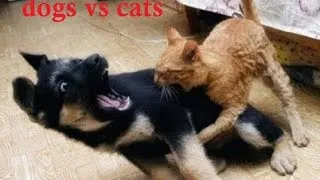 Cats vs Dogs: The Ultimate Fight Battle Pets Love
