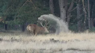 Langs de Wildbaan - 4 Hubertus -wordt vervolgd- to be continued