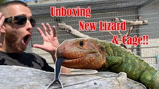 Caiman Lizard Unboxing & DIY Cage Build: The Ultimate Reptile Sanctuary!