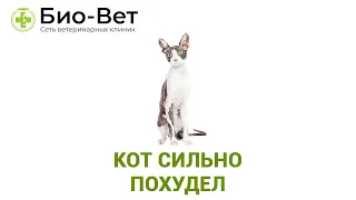 КОТ СИЛЬНО ПОХУДЕЛ? 🙀 // Сеть Ветклиник БИО-ВЕТ