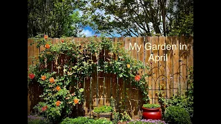 My Garden in April