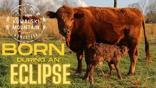 Calf Makes Stellar Debut During Solar Eclipse | First Calf Born on the Homestead