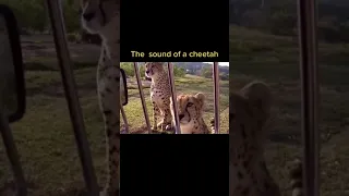 How does a Cheetah sound #shorts