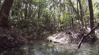 Rio Cinaruco | Orinoco Creek Biotope