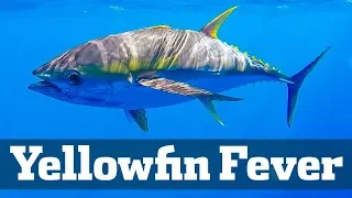 Exciting Yellowfin Tuna Action - Florida Sport Fishing TV - Chunking, Trolling, Sharks
