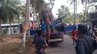 തിരുർ കാവഞ്ചേരി നേർച്ചക്ക നേർച്ചക്ക് വന്ന ആന വണ്ടിയിൽ നിന്നും ഇറങ്ങുന്ന കാഴിച്ച